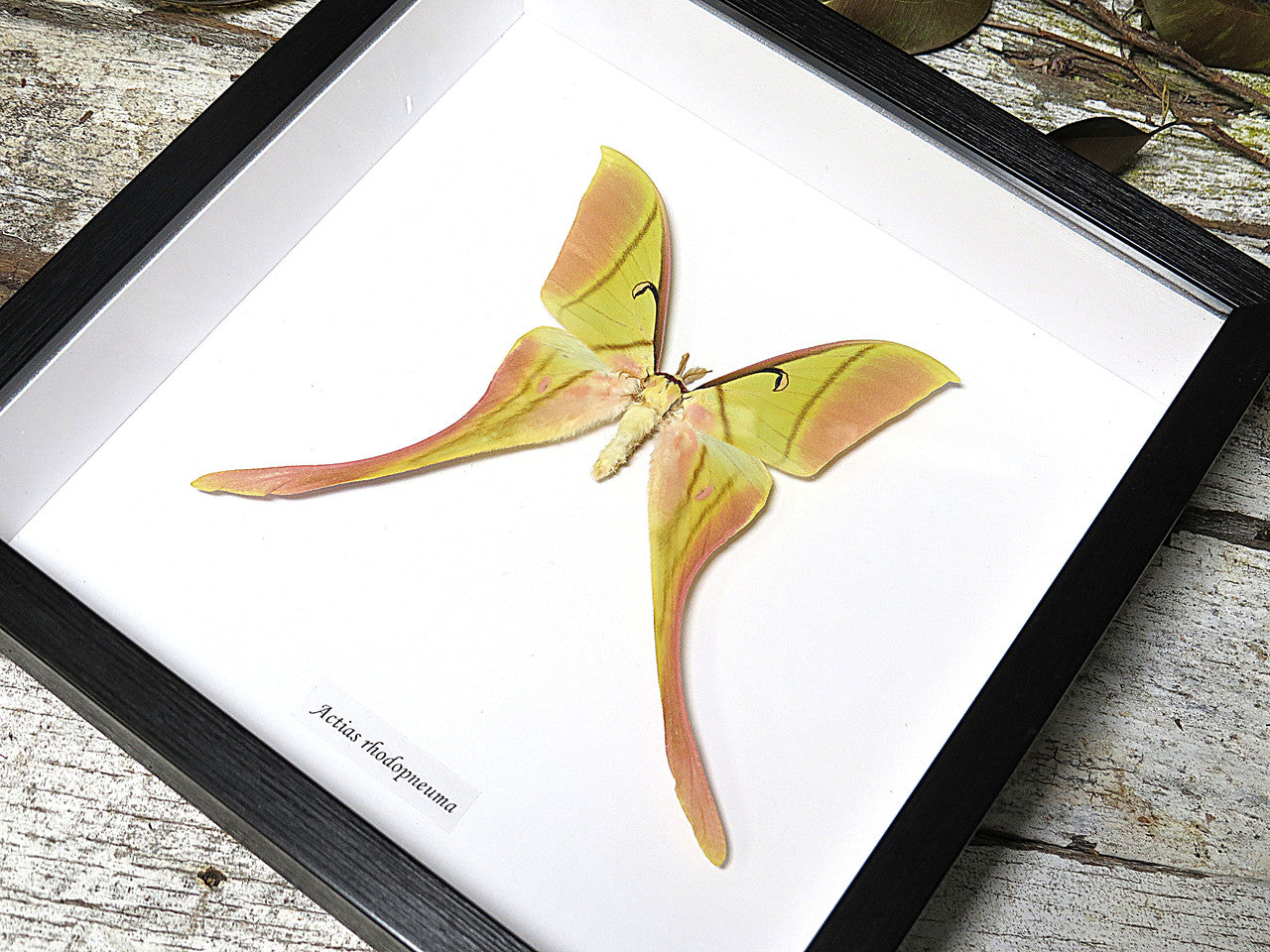 Actias rhodopneuma