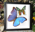 Morpho amathonte + Chrysiridia riphaeria