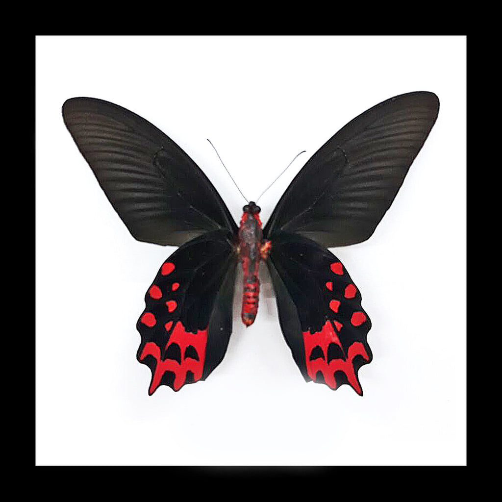 Atrophaneura semperi 