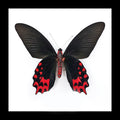 Atrophaneura semperi 