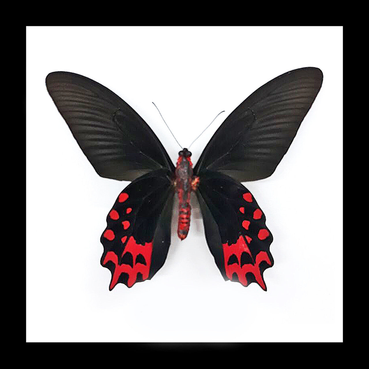 Atrophaneura semperi 