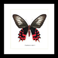 Atrophaneura semperi albofasciata