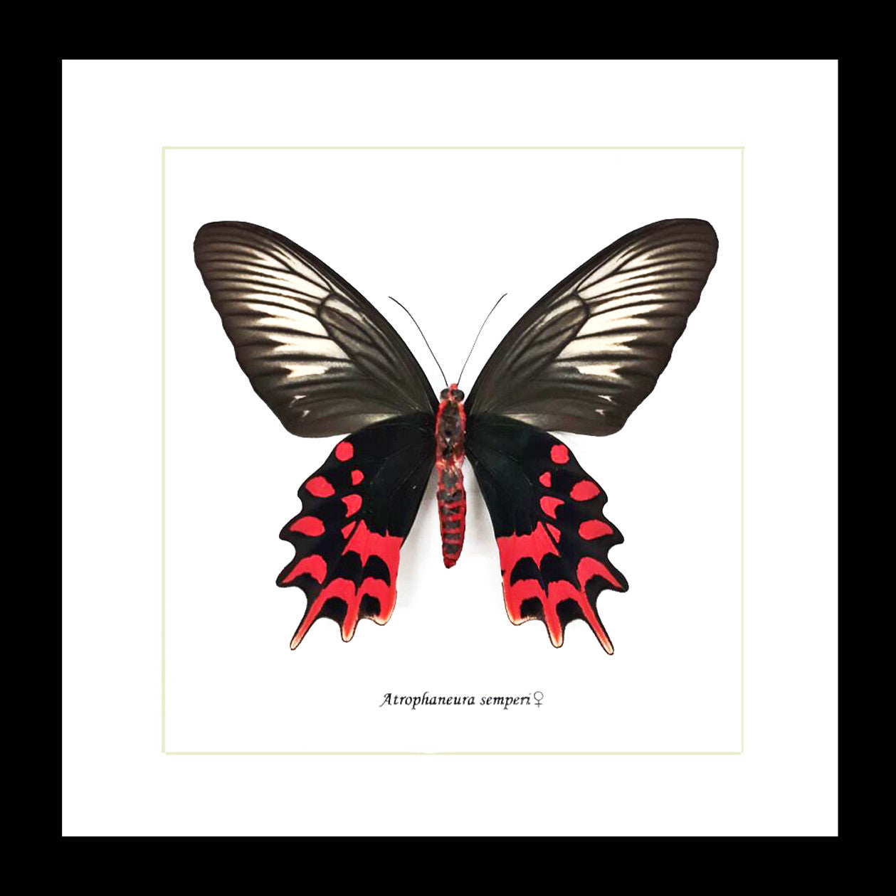 Atrophaneura semperi albofasciata