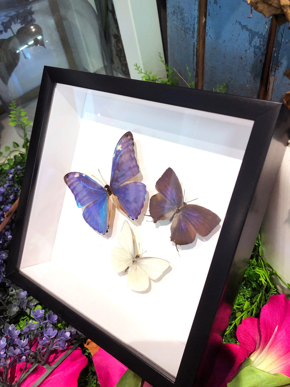 Butterfly three ( special )