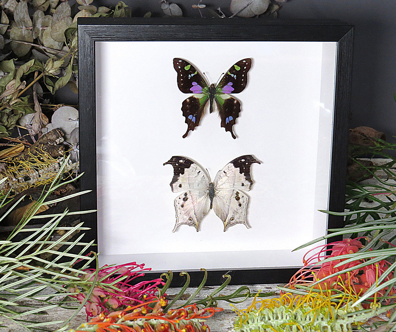 Salamis duprei + Graphium weiskei