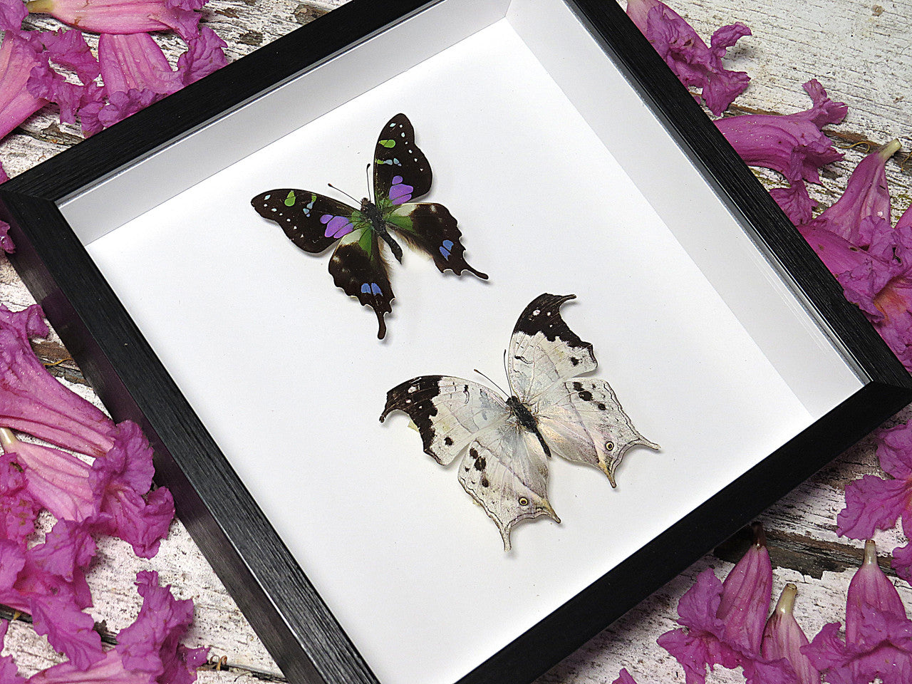 Salamis duprei + Graphium weiskei