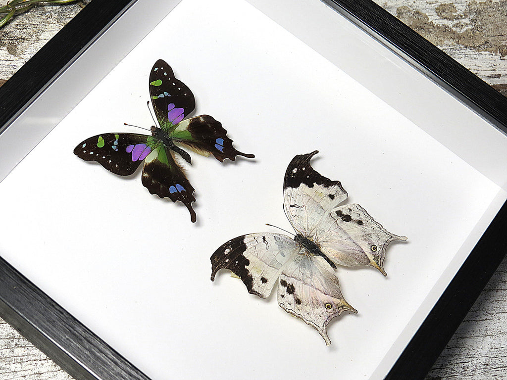 Salamis duprei + Graphium weiskei