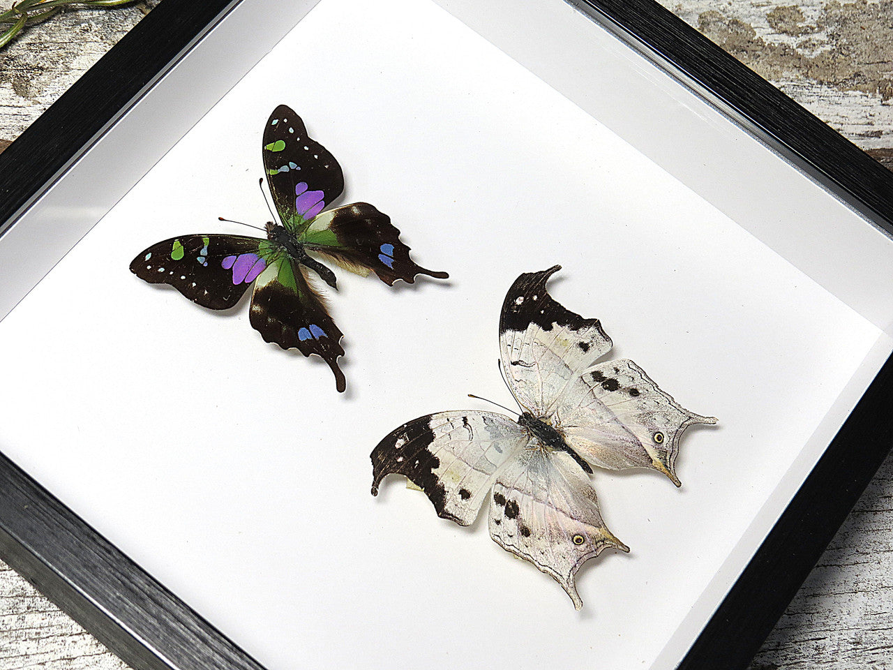 Salamis duprei + Graphium weiskei