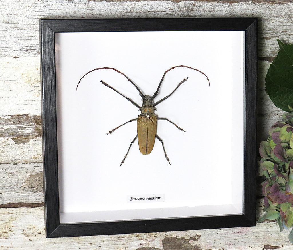 Batocera numitor 