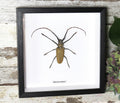 Batocera numitor 