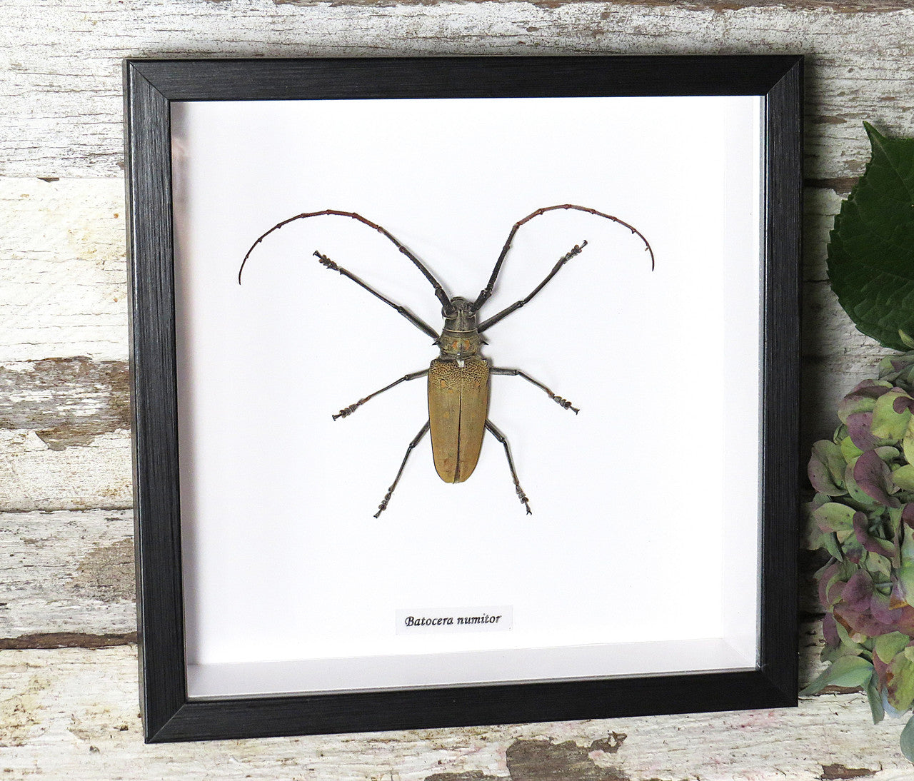 Batocera numitor 