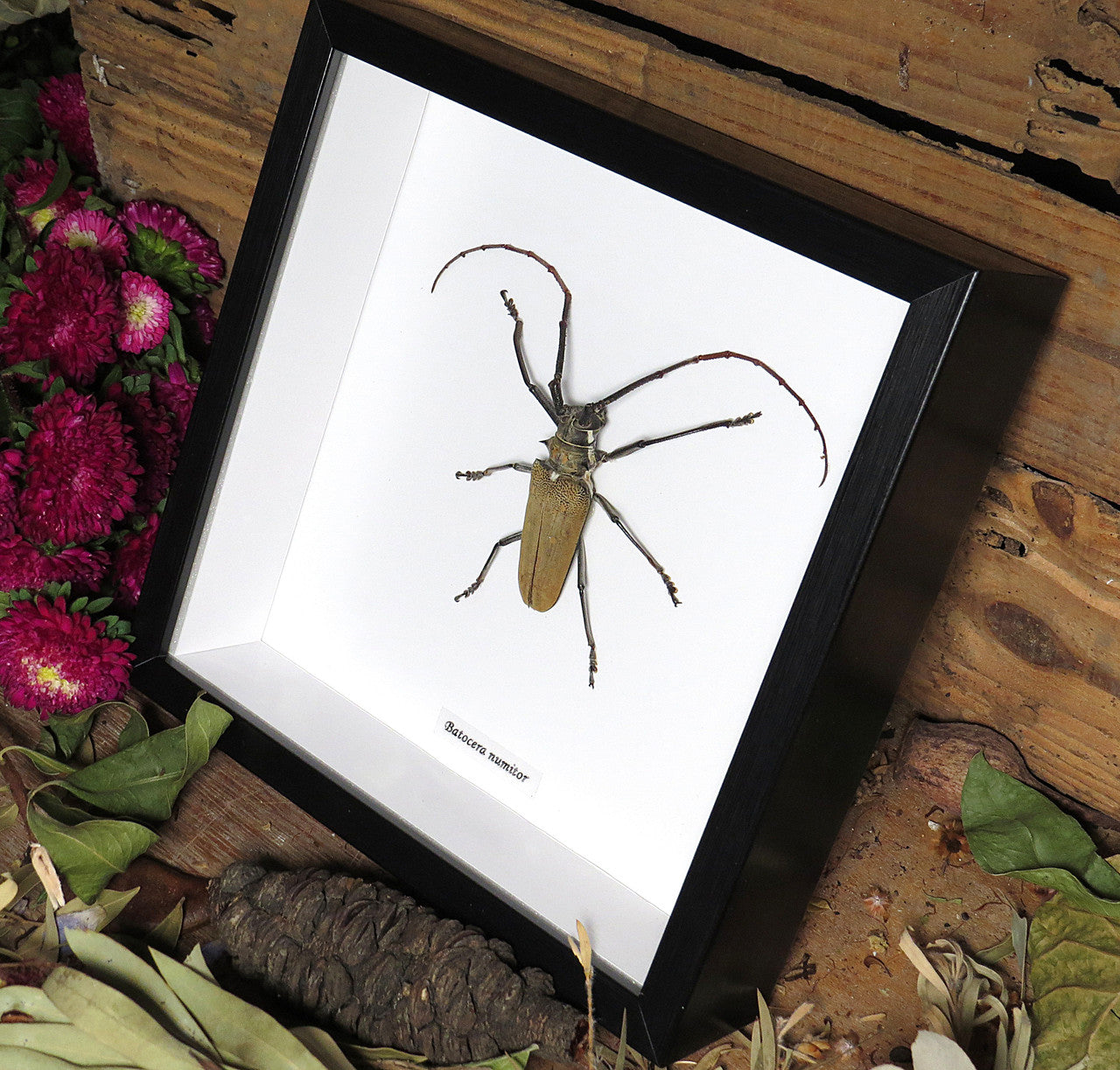 Batocera numitor 