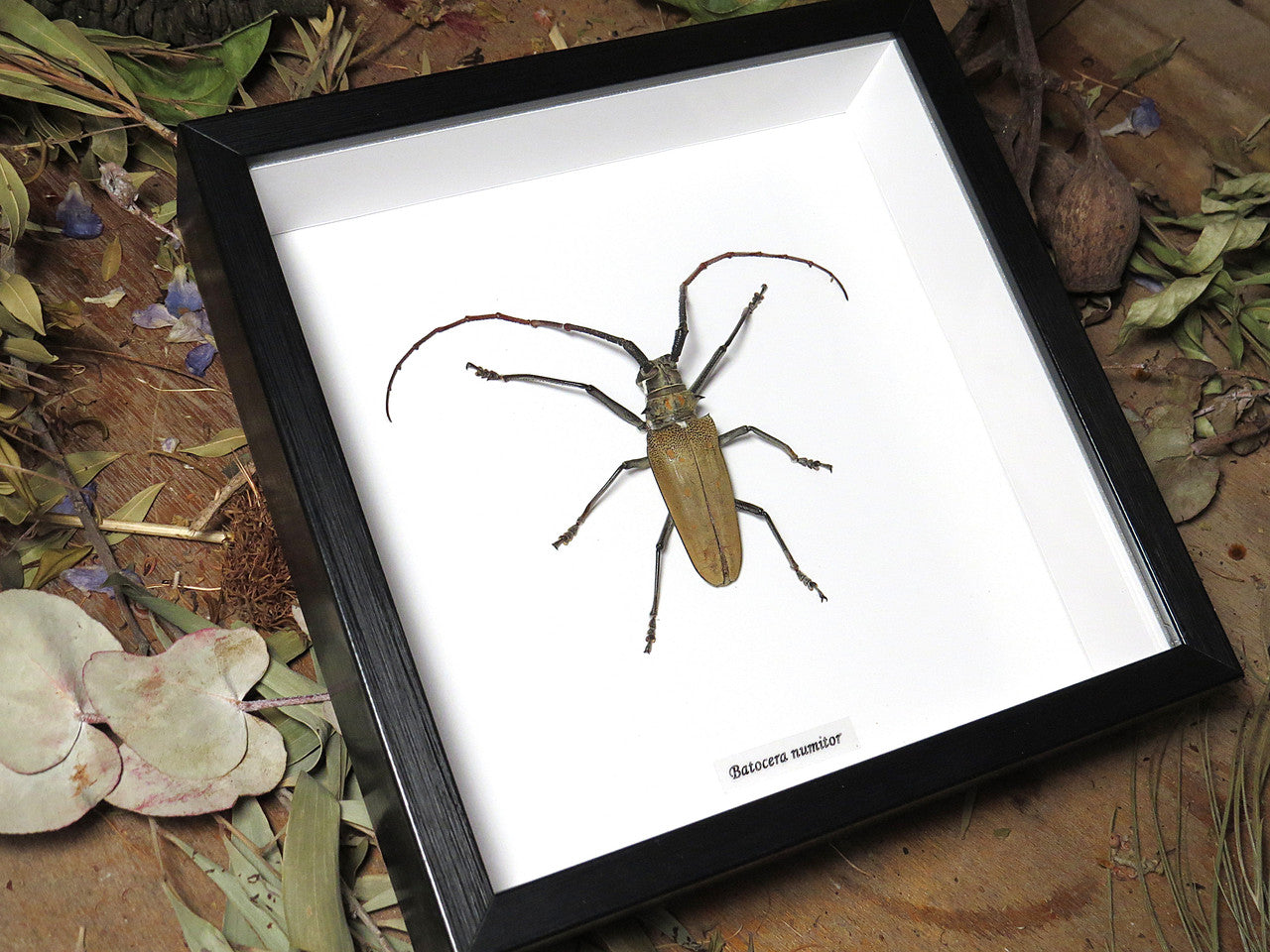 Batocera numitor 