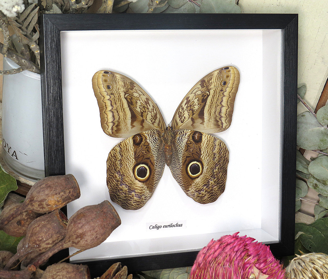Caligo eurilochus