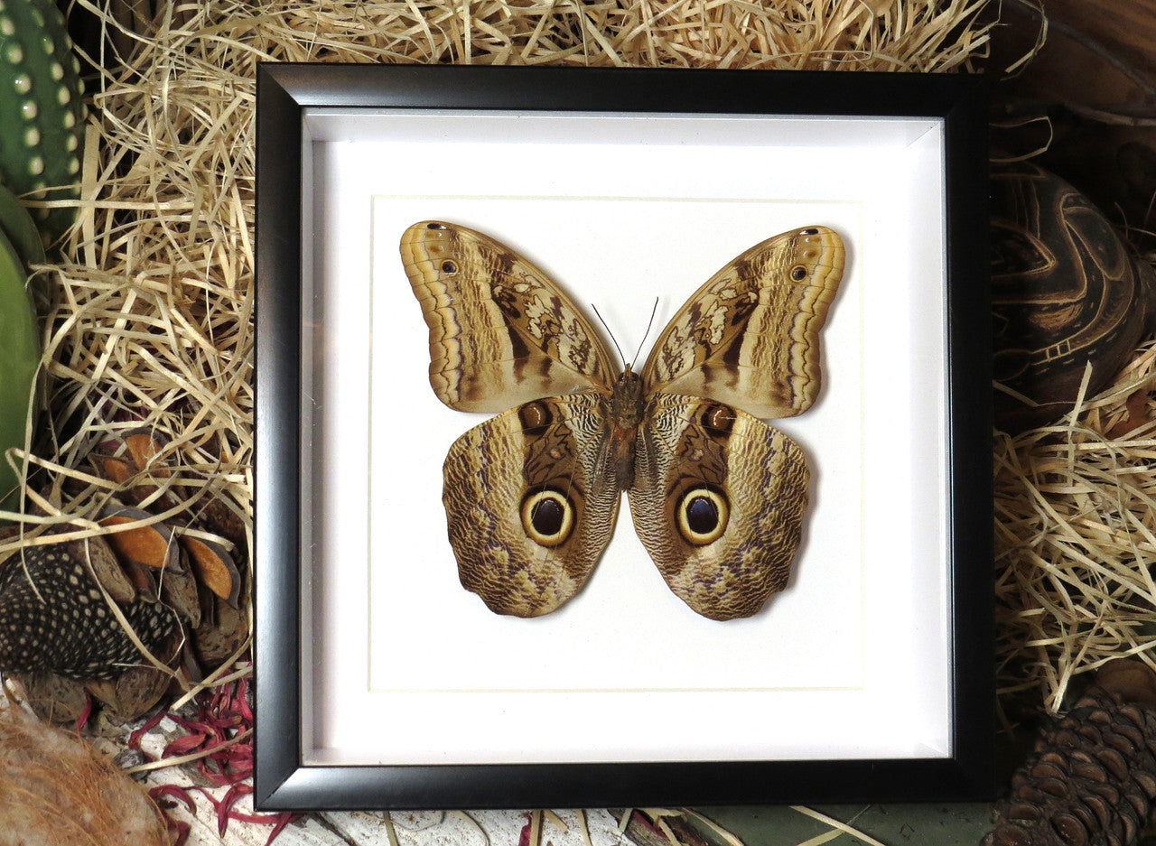 Caligo eurilochus label  ( special )