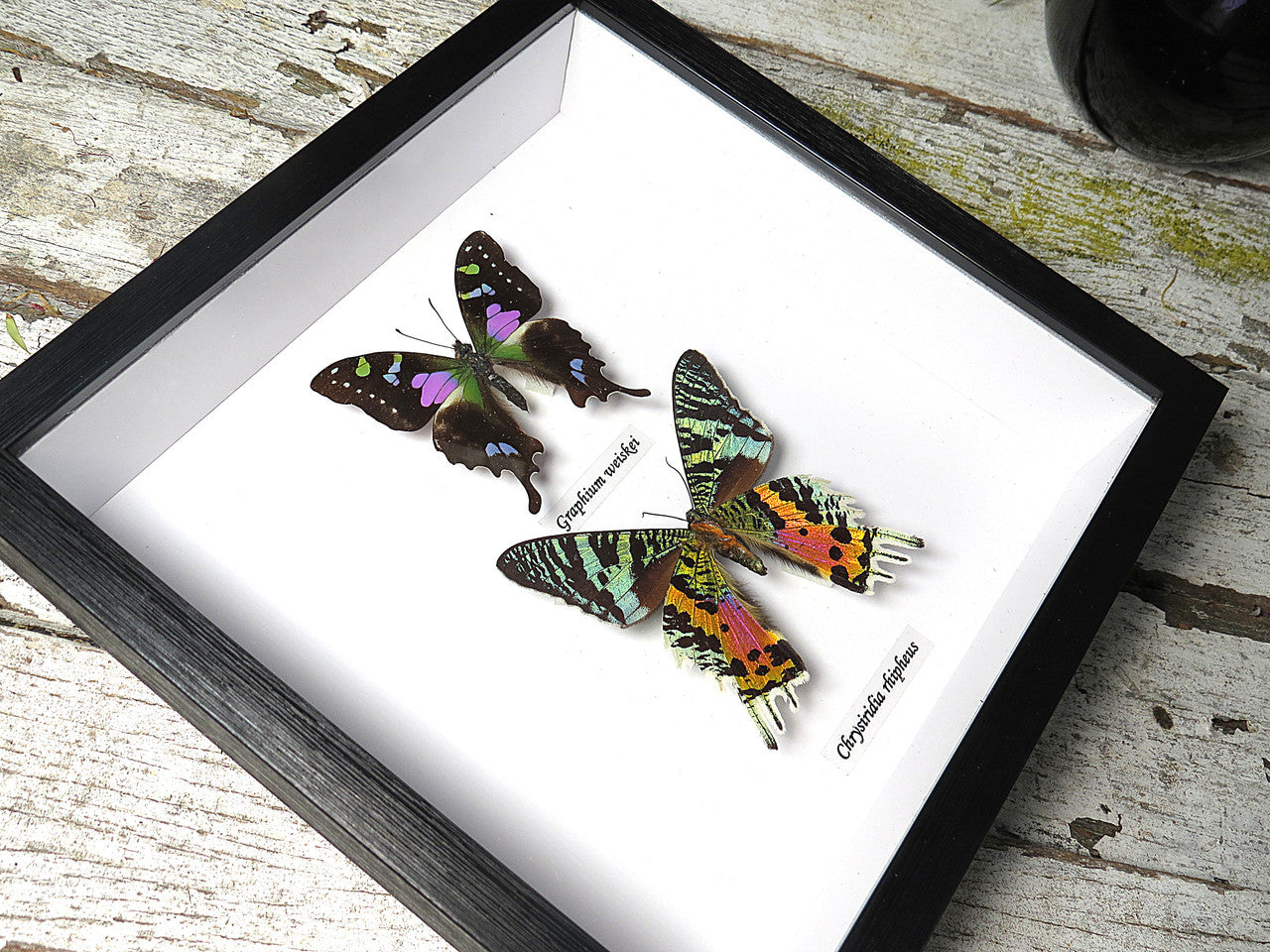 Chrysiridia ripheus + Graphium weiskei