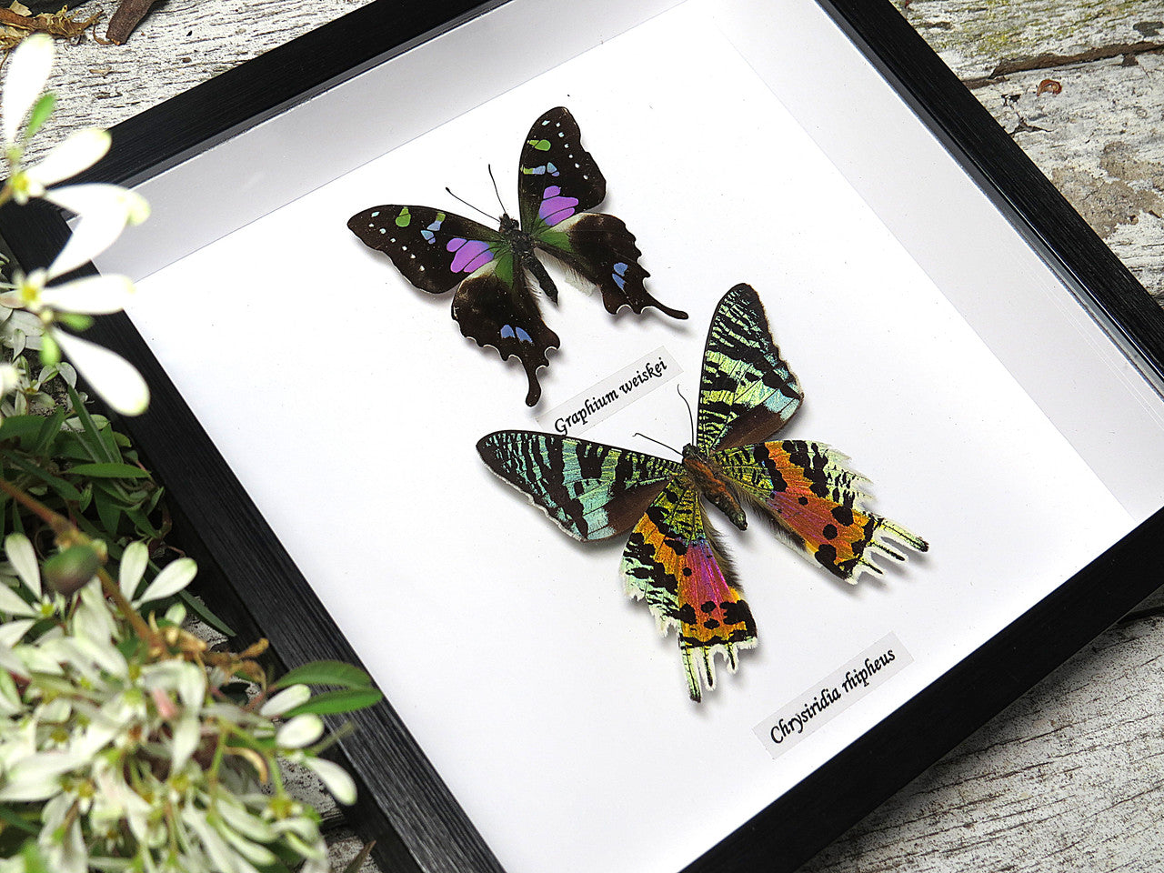 Chrysiridia ripheus + Graphium weiskei