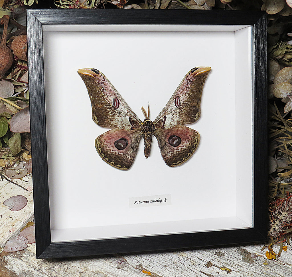 Caligula zuleika male