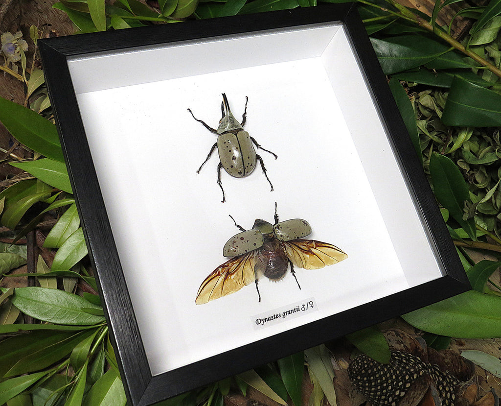 Dynastes grantii 