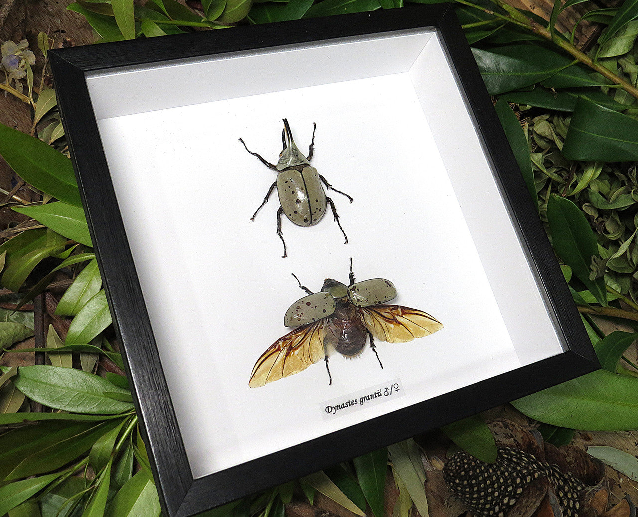 Dynastes grantii 