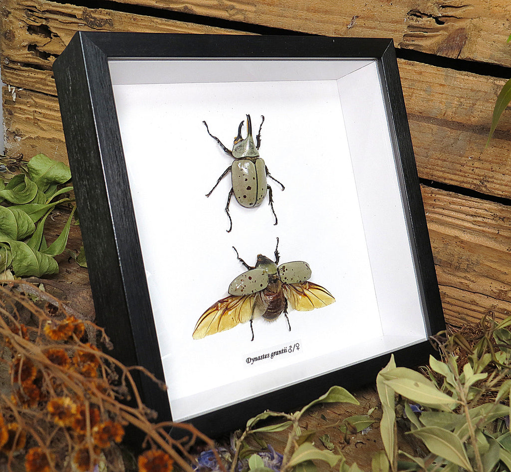Dynastes grantii 