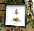 Dynastes grantii 