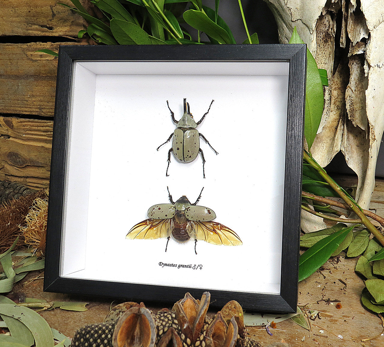 Dynastes grantii 