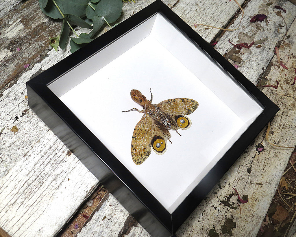 Fulgora laternaria 