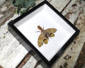 Fulgora laternaria 
