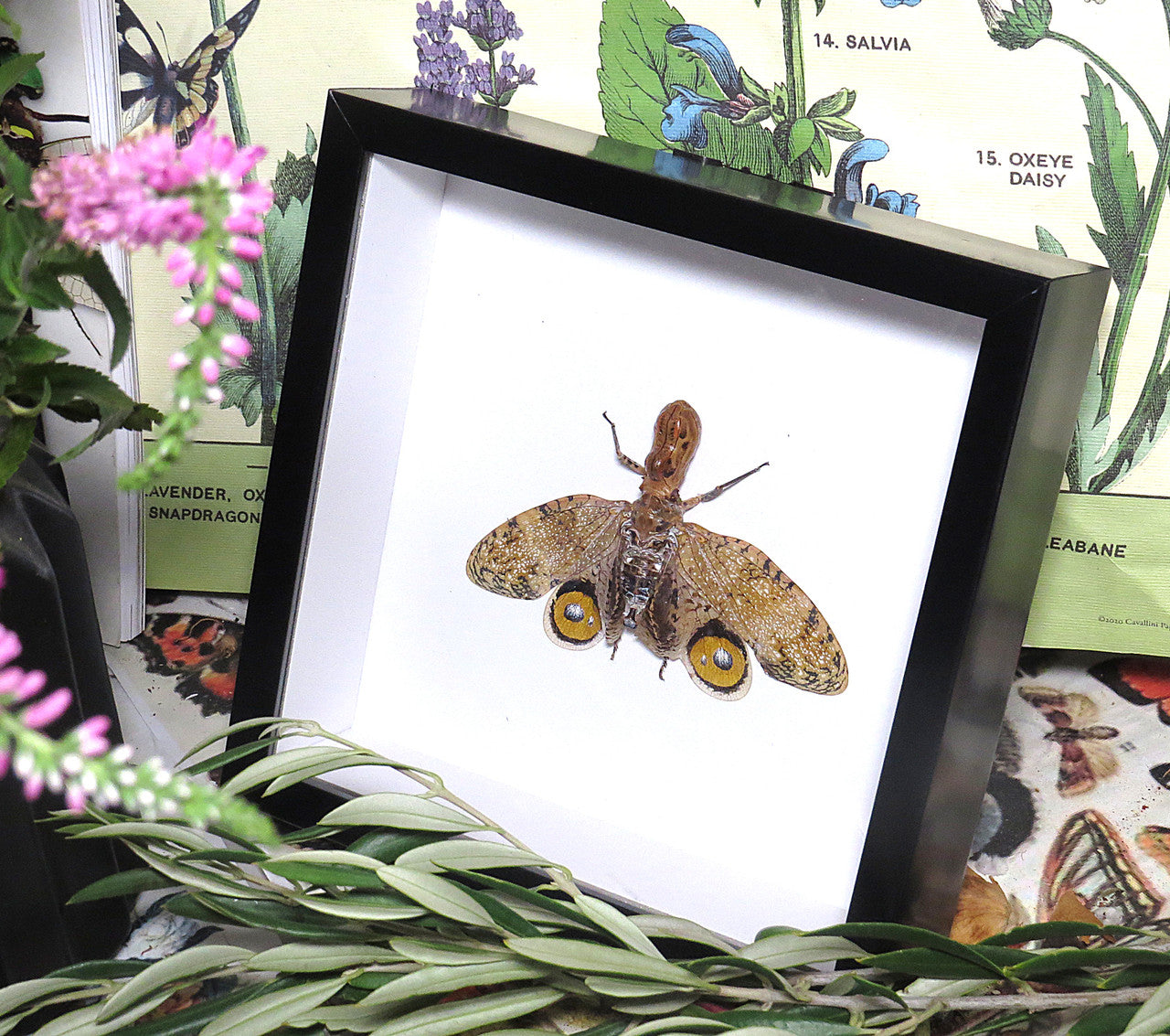 Fulgora laternaria 