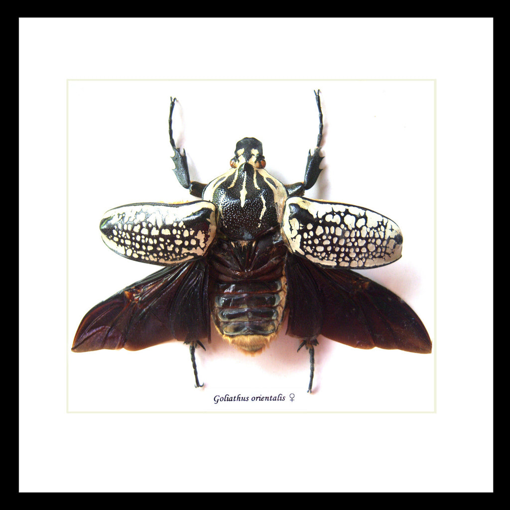 Goliath orientalis Insect bug bee butterfly dragonfly taxidermy entomology beetle moth