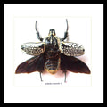 Goliath orientalis Insect bug bee butterfly dragonfly taxidermy entomology beetle moth