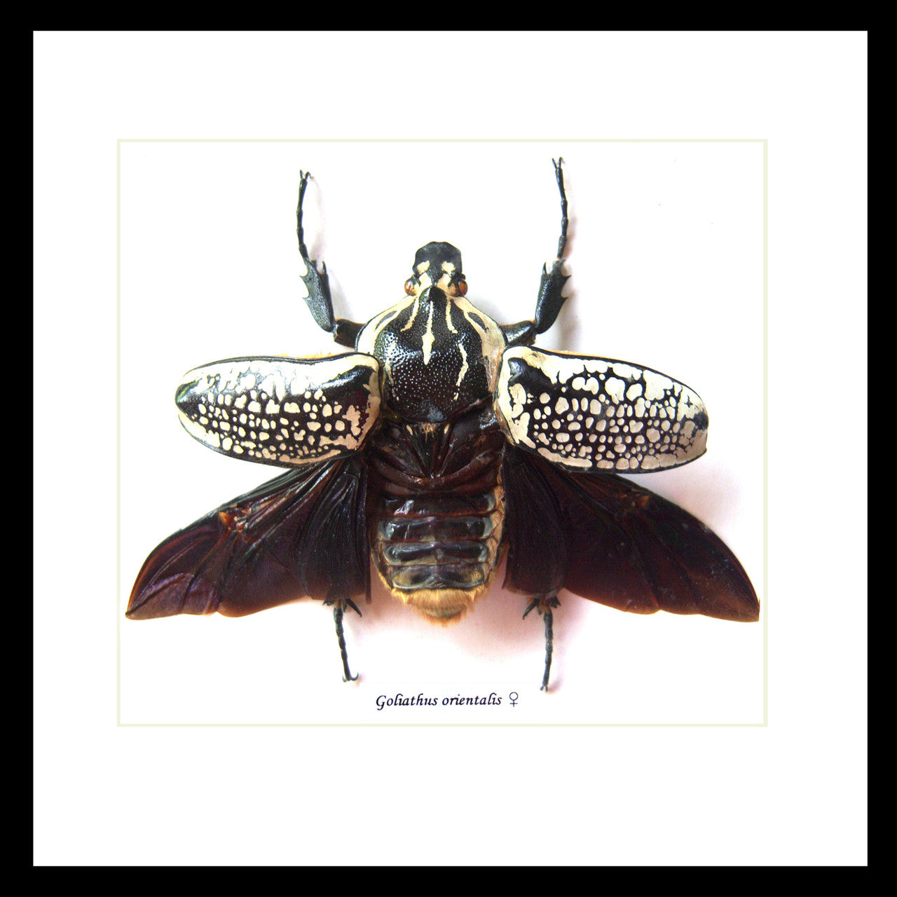 Goliath orientalis Insect bug bee butterfly dragonfly taxidermy entomology beetle moth