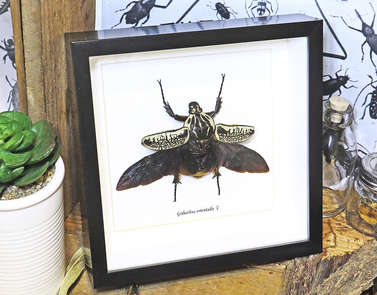 Goliath orientalis Insect bug bee butterfly dragonfly taxidermy entomology beetle moth