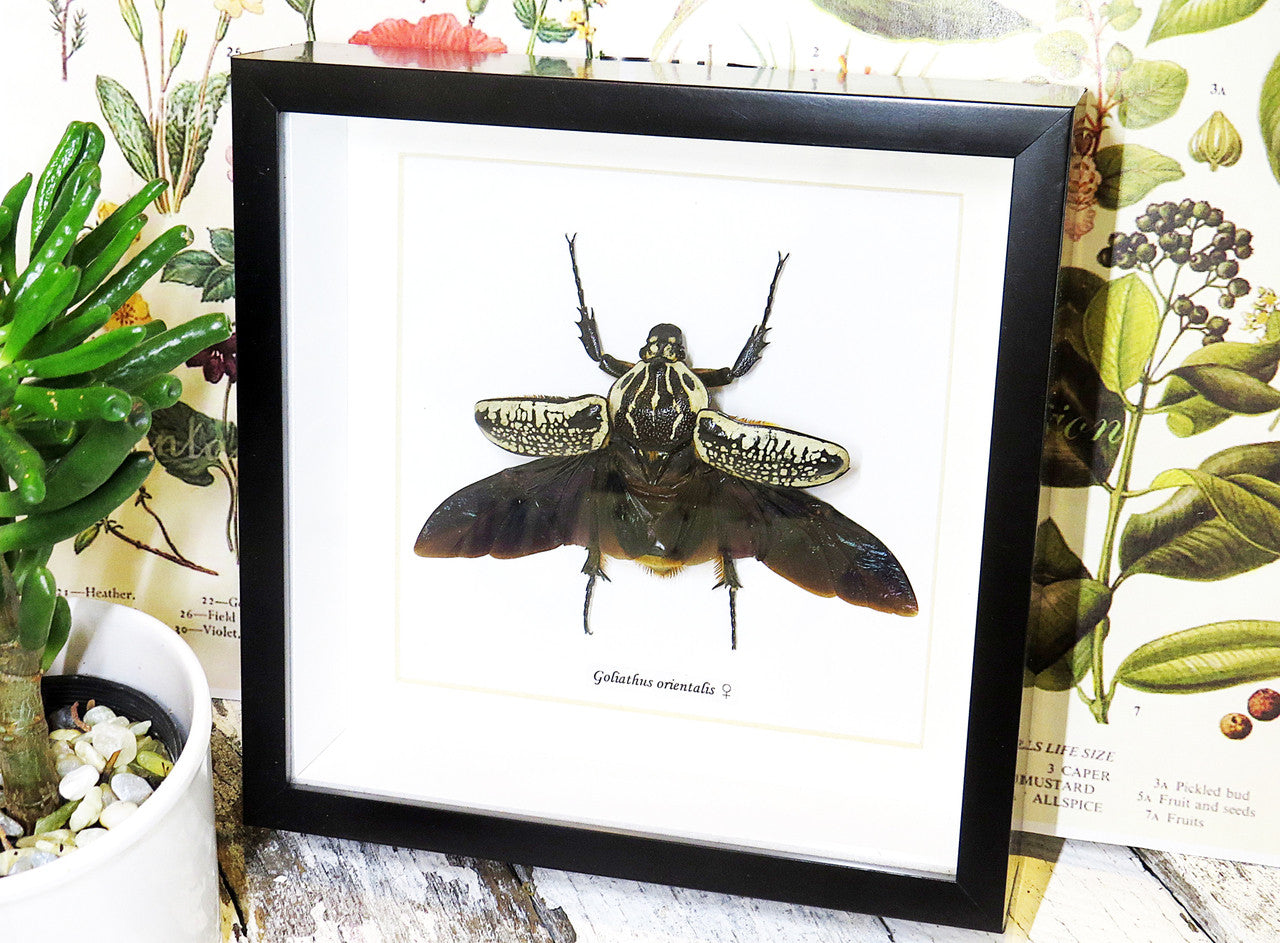 Goliath orientalis Insect bug bee butterfly dragonfly taxidermy entomology beetle moth