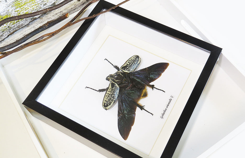 Goliath orientalis Insect bug bee butterfly dragonfly taxidermy entomology beetle moth