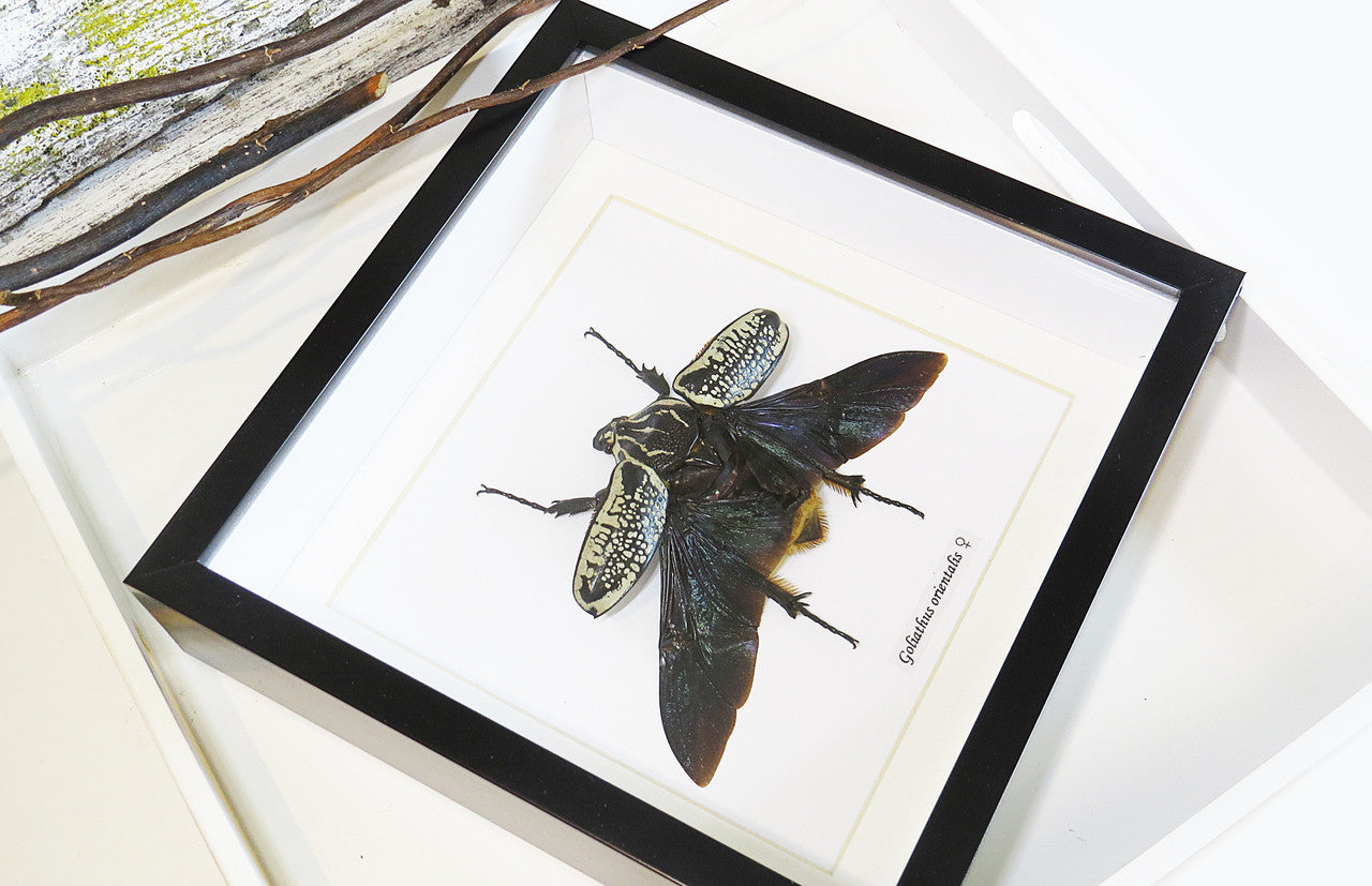 Goliath orientalis Insect bug bee butterfly dragonfly taxidermy entomology beetle moth