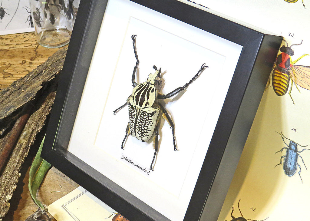 Goliath orientalis Insect bug bee butterfly dragonfly taxidermy entomology beetle moth