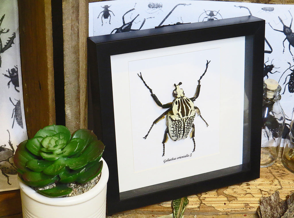 Goliath orientalis Insect bug bee butterfly dragonfly taxidermy entomology beetle moth