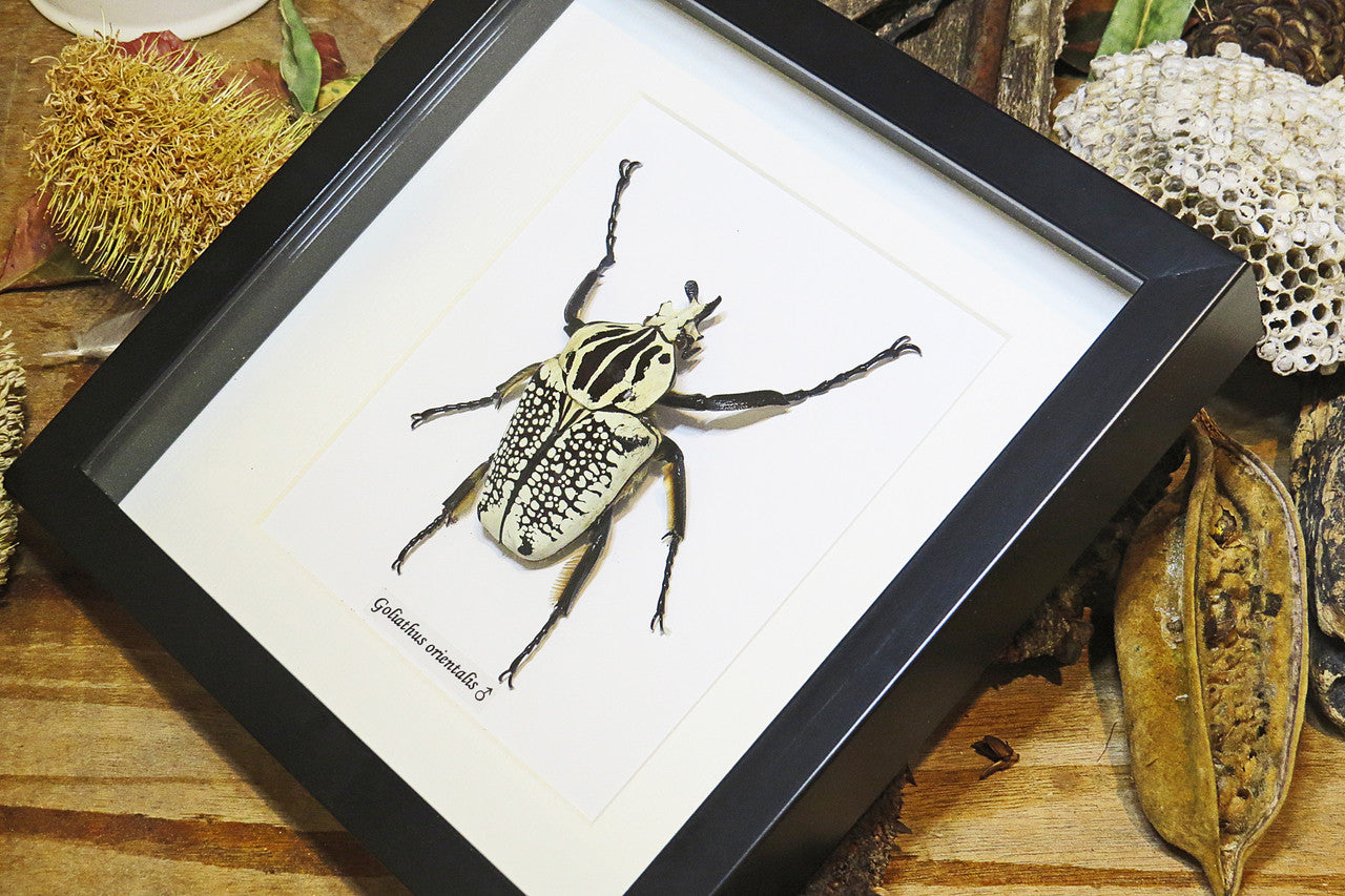 Goliath orientalis Insect bug bee butterfly dragonfly taxidermy entomology beetle moth