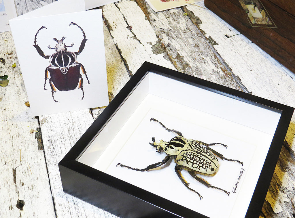 Goliath orientalis Insect bug bee butterfly dragonfly taxidermy entomology beetle moth