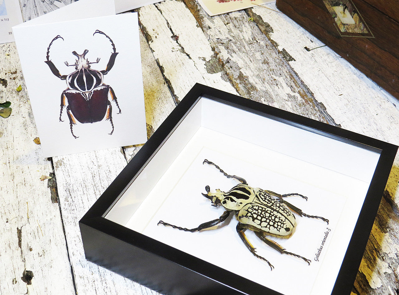 Goliath orientalis Insect bug bee butterfly dragonfly taxidermy entomology beetle moth