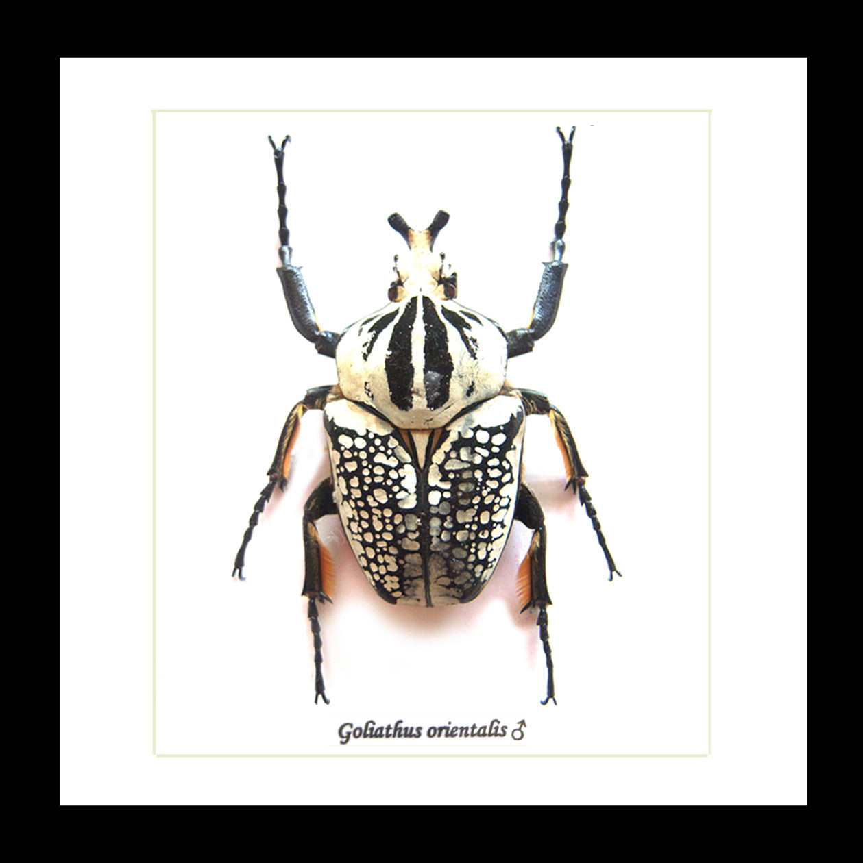 Goliath orientalis Insect bug bee butterfly dragonfly taxidermy entomology beetle moth
