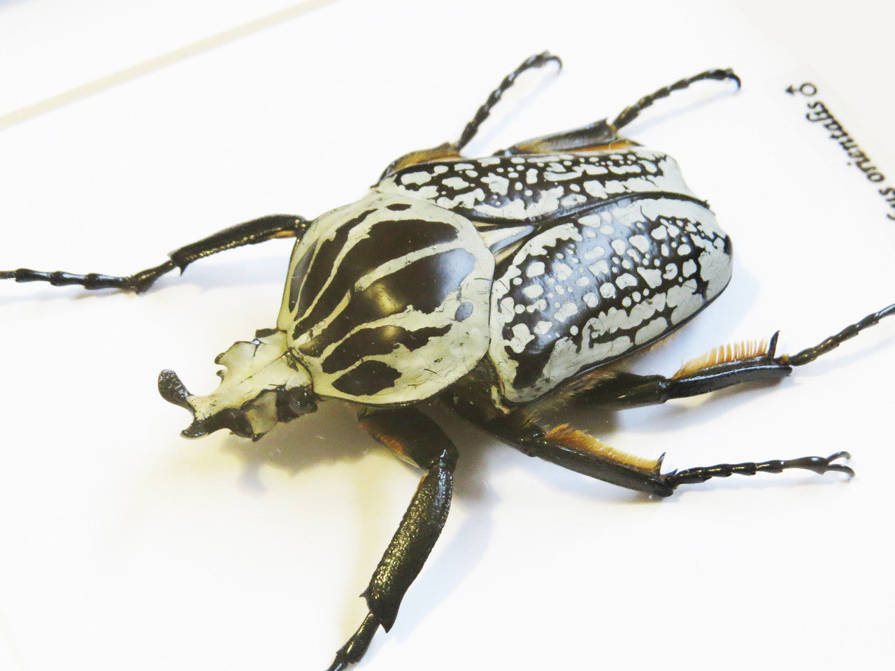 Goliath orientalis Insect bug bee butterfly dragonfly taxidermy entomology beetle moth