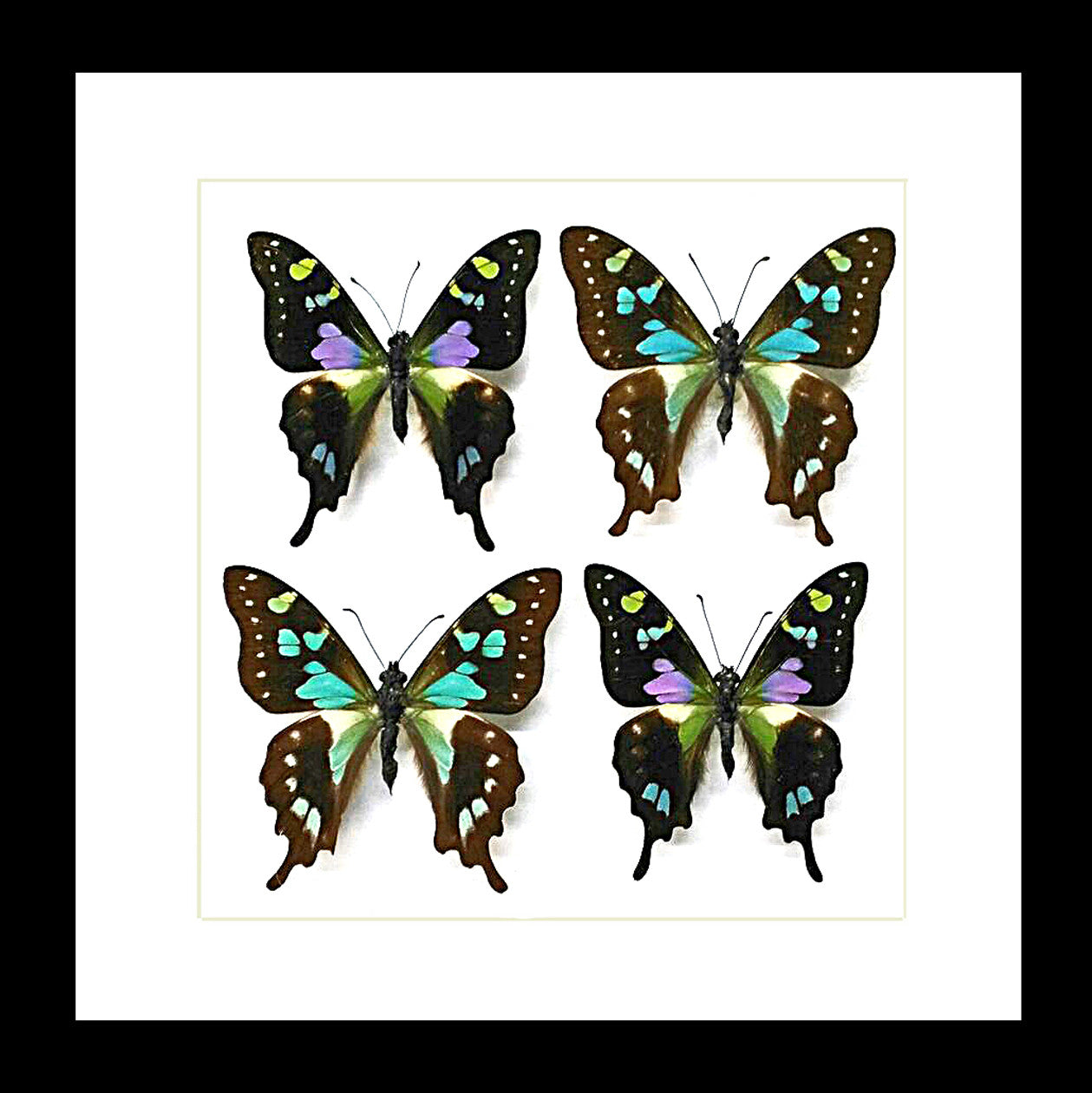 butterflies purple and blue Graphium weiskei and Graphium stressemanni Bits & Bugs 