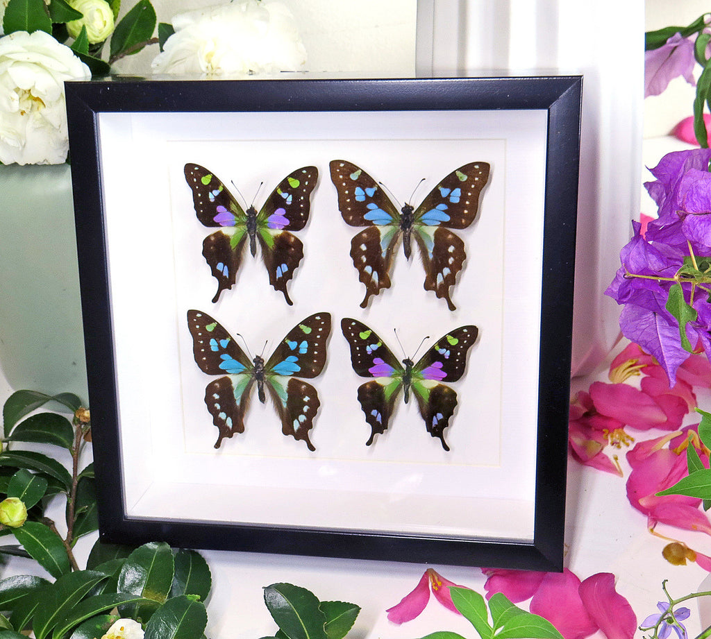 butterflies purple and blue Graphium weiskei and Graphium stressemanni Bits & Bugs 
