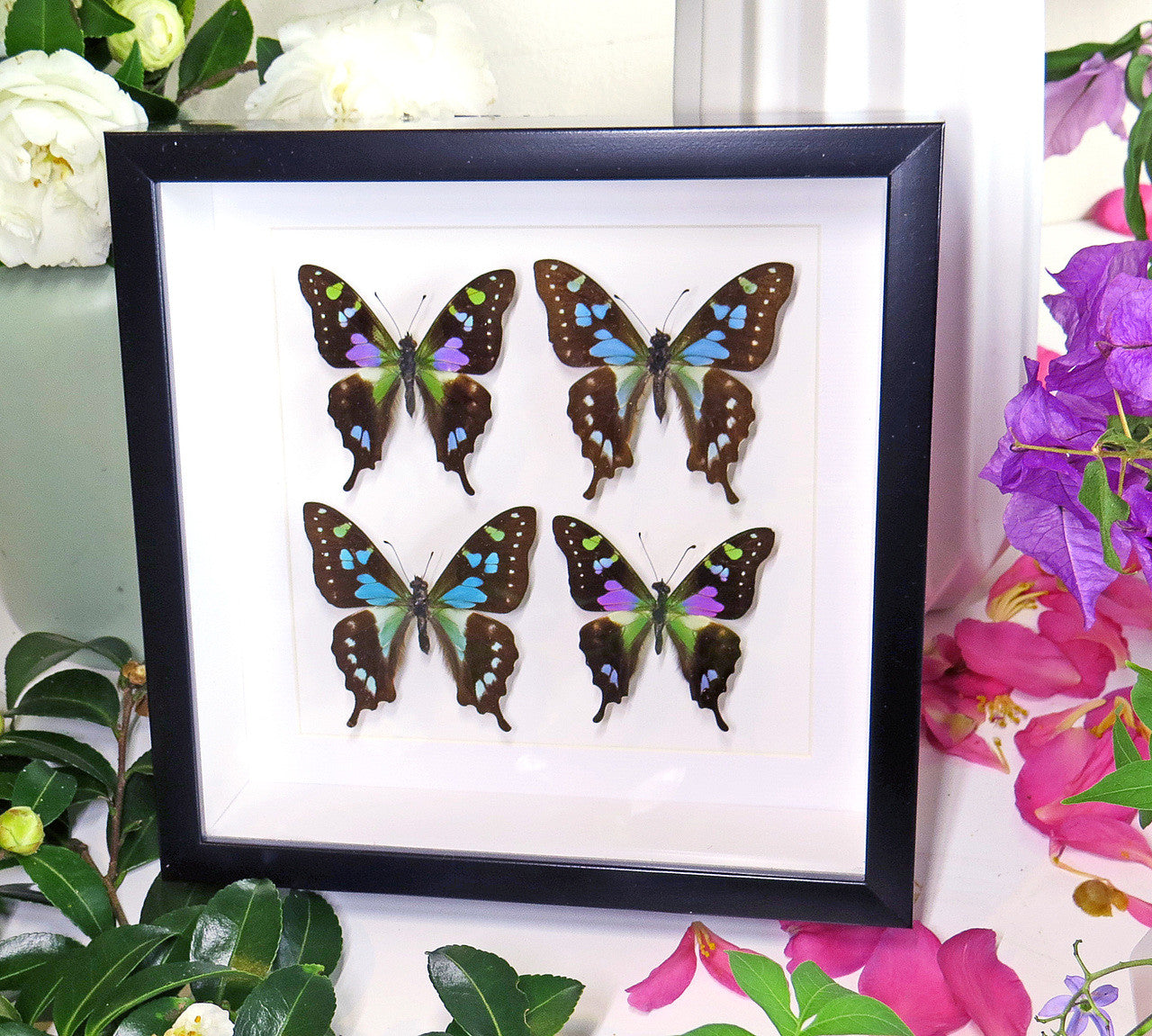 butterflies purple and blue Graphium weiskei and Graphium stressemanni Bits & Bugs 