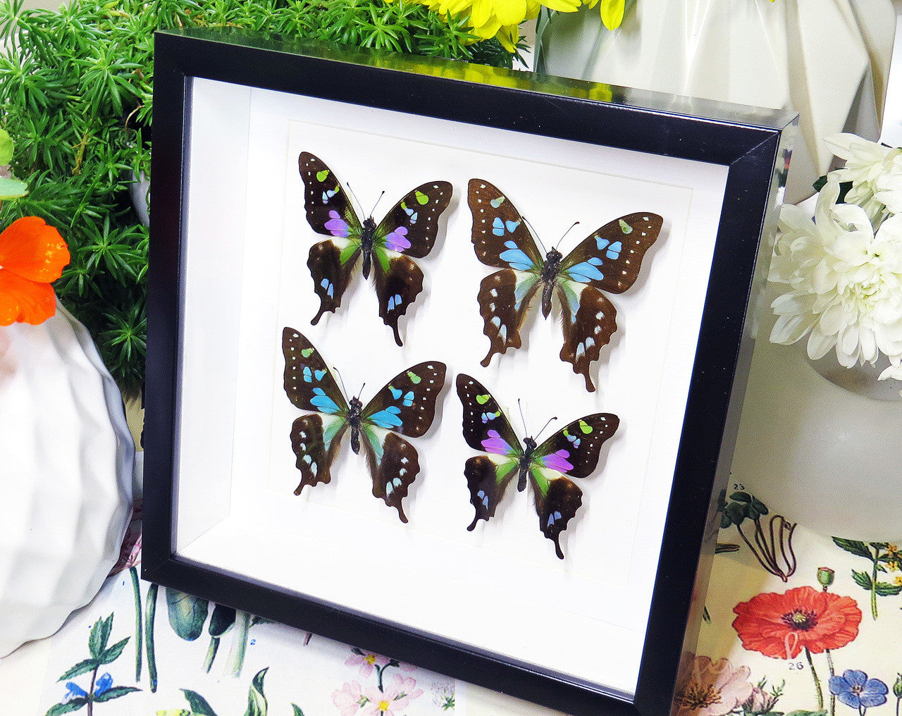 butterflies purple and blue Graphium weiskei and Graphium stressemanni Bits & Bugs 