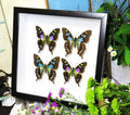 butterflies purple and blue Graphium weiskei and Graphium stressemanni Bits & Bugs 