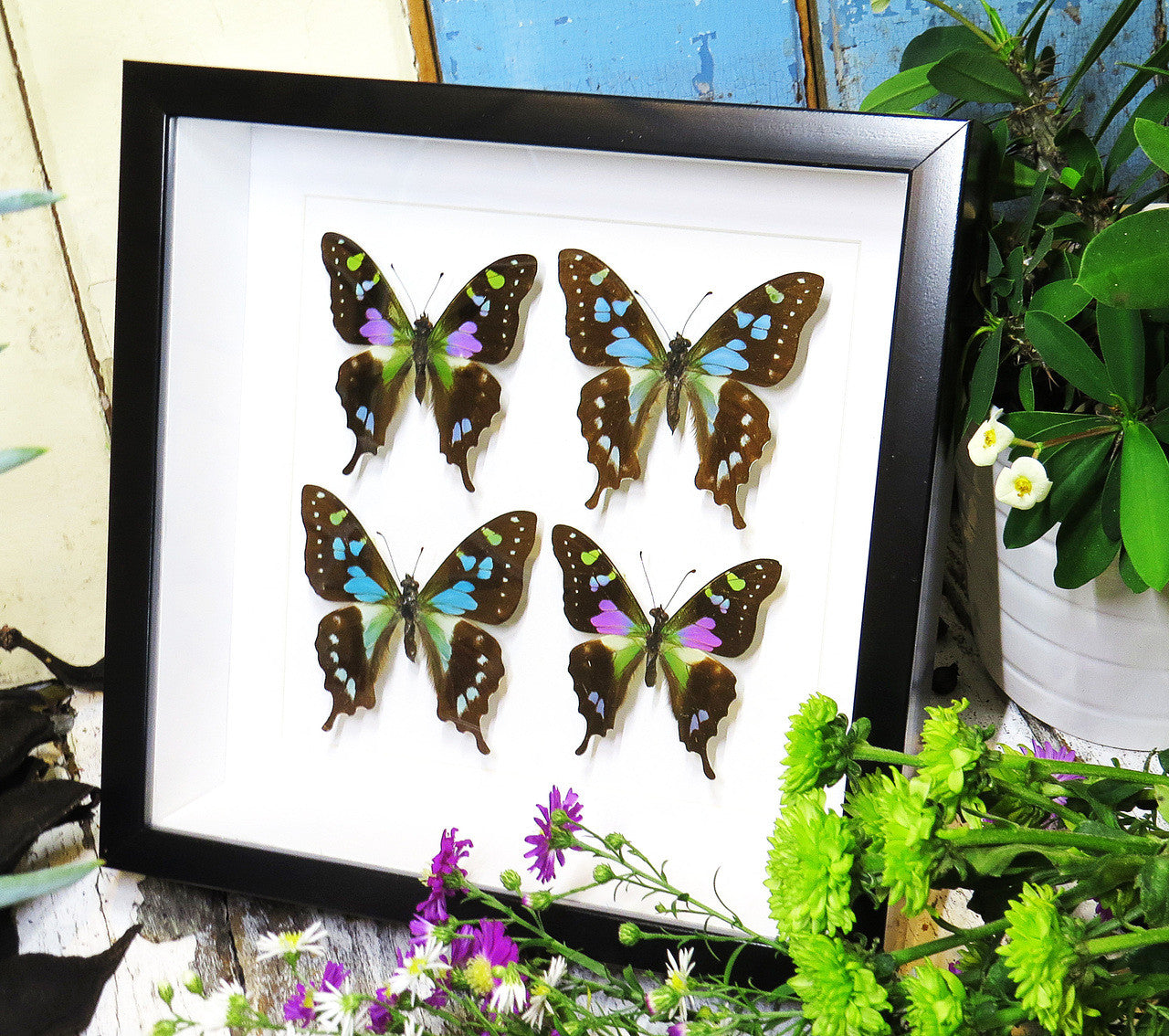 butterflies purple and blue Graphium weiskei and Graphium stressemanni Bits & Bugs 